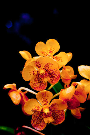 Beautiful orchid