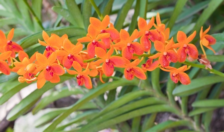 Beautiful orchidの写真素材