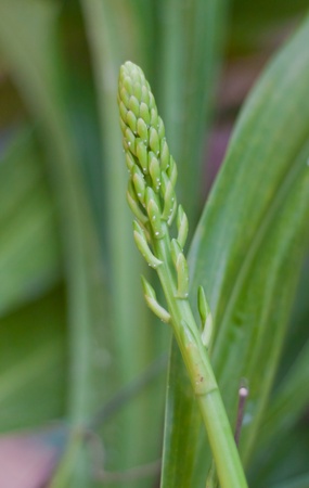 Beautiful orchidの写真素材