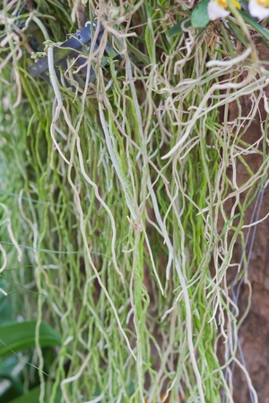 Beautiful orchidの写真素材