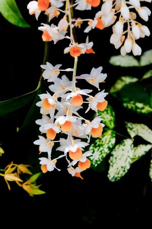 Beautiful orchidの写真素材