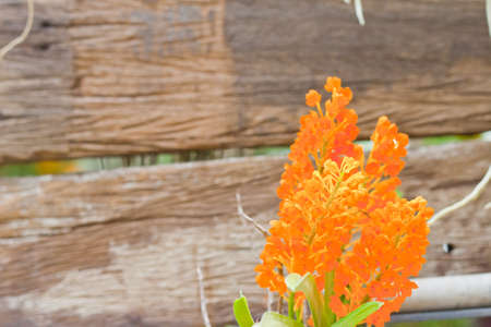 Beautiful orchidの写真素材