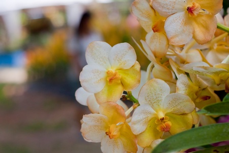 Beautiful orchidの写真素材