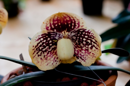 Beautiful orchidの写真素材