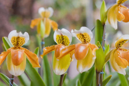 Beautiful orchidの写真素材