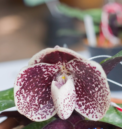 Beautiful orchidの写真素材