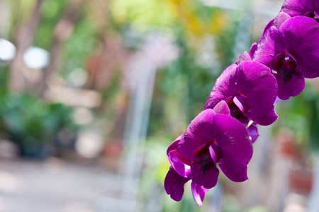 Beautiful orchid