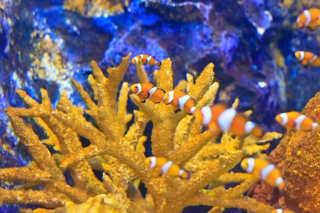 fish  in the aquarium of Rayong province,Thailand の写真素材