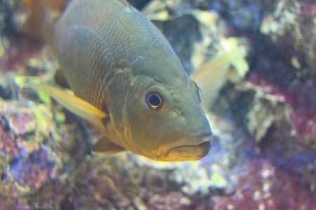 fish  in the aquarium of Rayong province,Thailand の写真素材