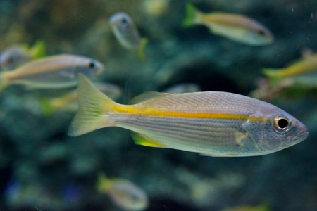  anemonefish in the aquarium of Rayong province,Thailandの写真素材
