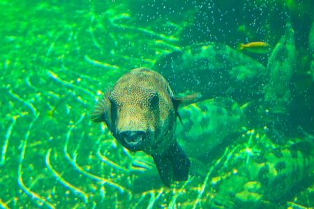 fish  in the aquarium of Rayong province,Thailand の写真素材