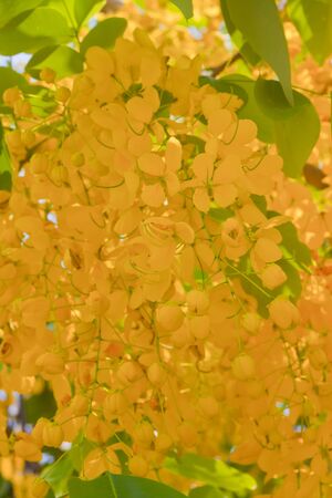 Flowers of Golden Shower Tree bloom in summer の写真素材