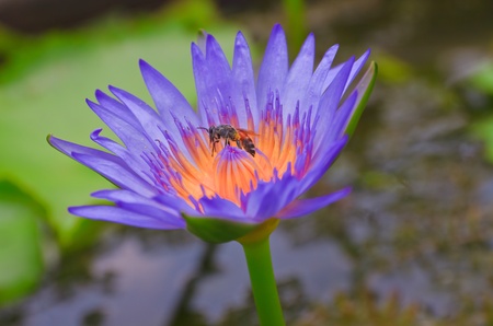 beautiful lotusの写真素材