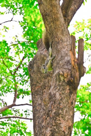 Tree bark, dry parts of the tree. の写真素材
