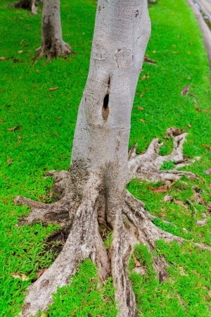 ropical tree の写真素材