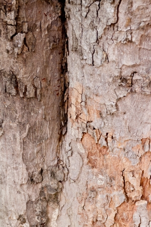 Tree bark, dry parts of the tree  の写真素材