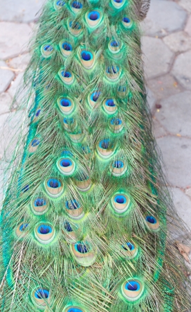 Feathers of a peacock.の写真素材