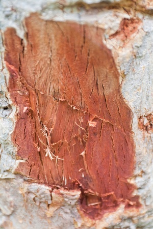 Tree bark, dry parts of the tree. の写真素材