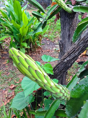 Dragon fruit の写真素材
