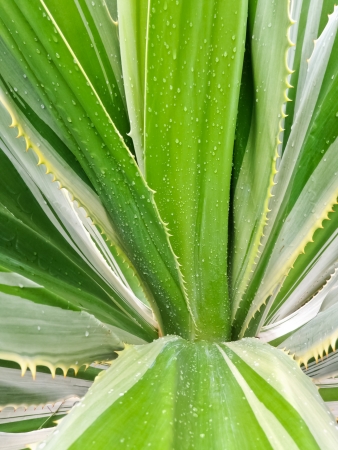 Spanish Dagger Yucca constrictaの写真素材