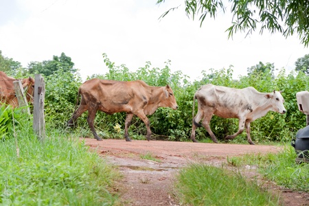 cow in the field thailand の写真素材