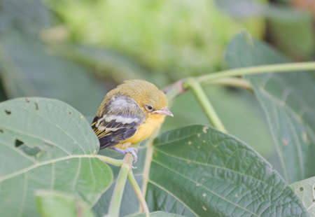 Flapper Striped Tit-Babbler In nature.