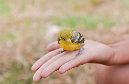 Flapper Striped Tit-Babbler In nature.の写真素材