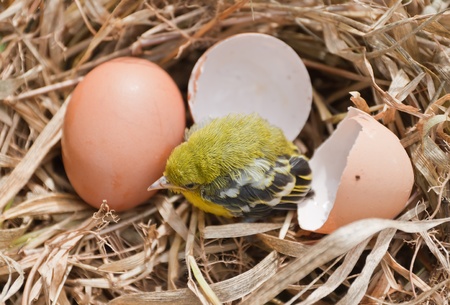 Flapper Striped Tit-Babbler In nature.の写真素材