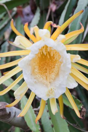 Dragon fruit の写真素材