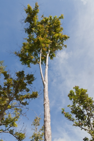 Trees and skyの写真素材