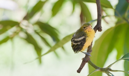Flapper Striped Tit-Babbler In nature の写真素材