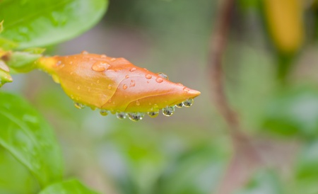 Water drops on leaves の写真素材