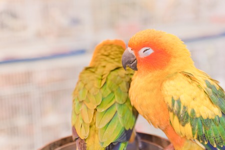 parrots