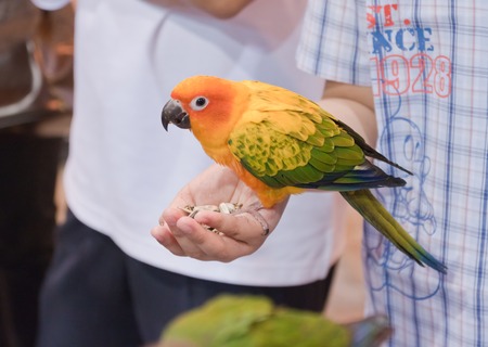 parrots