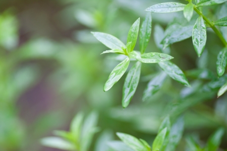 Water drops on leavesの写真素材