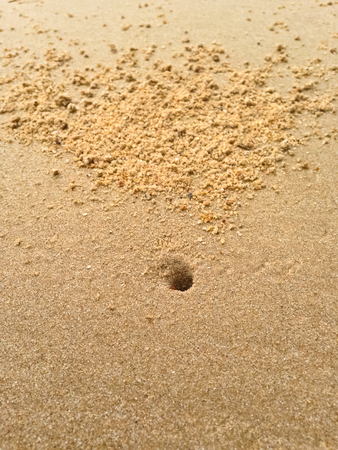 crab hole in the sand の写真素材
