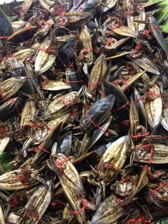 Giant water bug