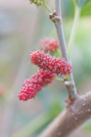 Fresh ripe mulberry berries on treeの写真素材