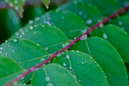 Water drops on leavesの写真素材