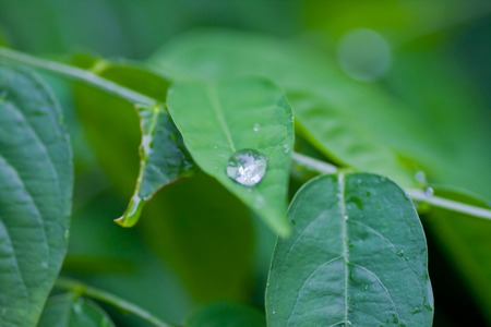 Water drops on leavesの写真素材