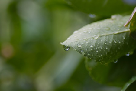 Water drops on leavesの写真素材