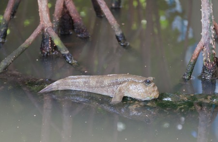 Closeup of Mudskipperの写真素材