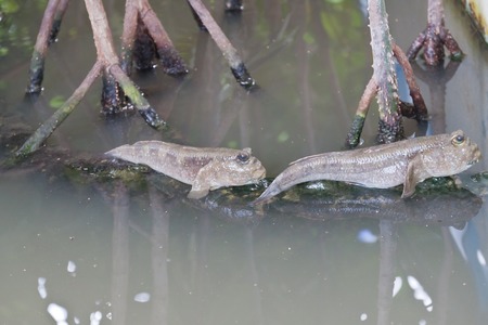 Closeup of Mudskipperの写真素材
