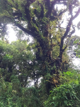 Beautiful Rain Forest (Doi Inthanon National Park), Thailand