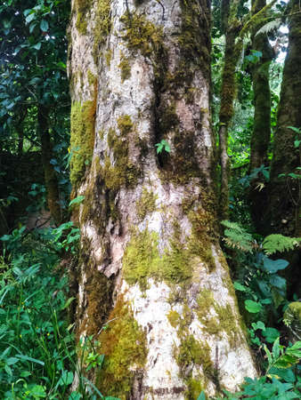 Beautiful Rain Forest (Doi Inthanon National Park), Thailand
