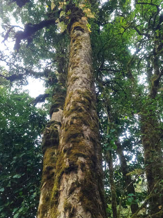 Beautiful Rain Forest (Doi Inthanon National Park), Thailand
