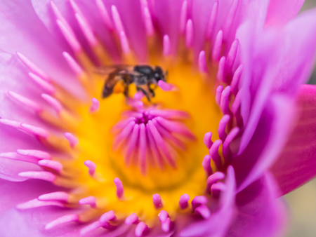 lotus flowerの写真素材