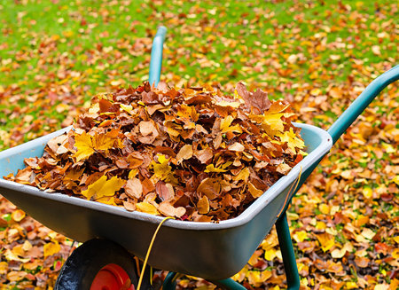 Wheelbarrow full of autumn leaves in a garden. Fall background.の素材
