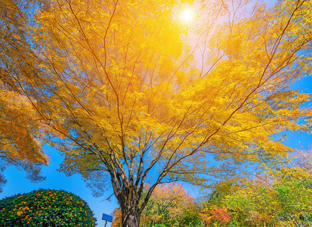 Beautiful autumn leaves with blue sky background in Tokyo, Japan.の素材