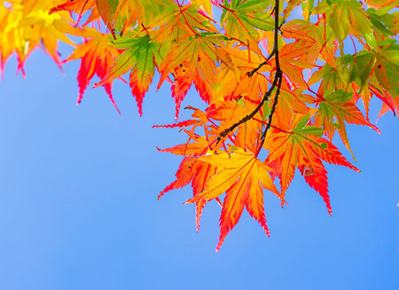 Autumn maple leaves with blue sky background in Japan. Season change concept.の素材